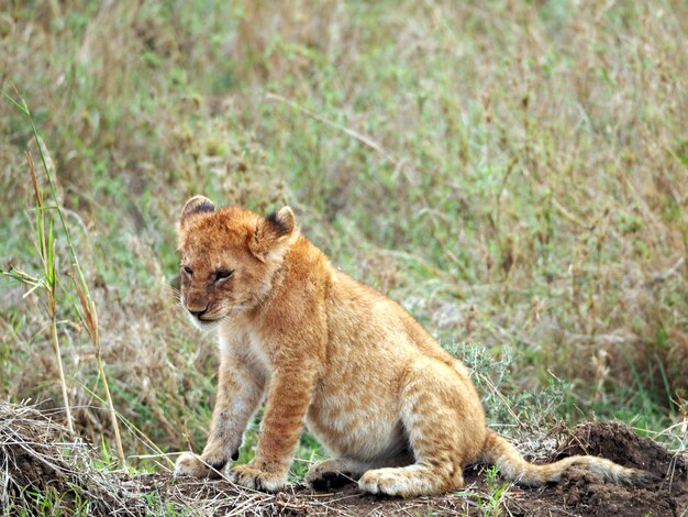 Foto baby-löwe in afrika foto von wildfile, das während einer afrikanischen safari aufgenommen wurde