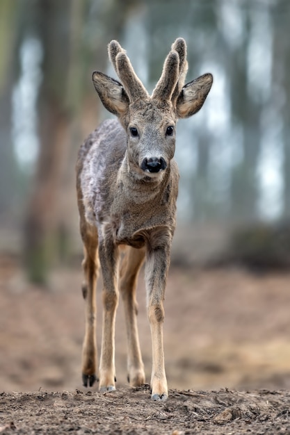 Baby männlicher Hirsch im Wald