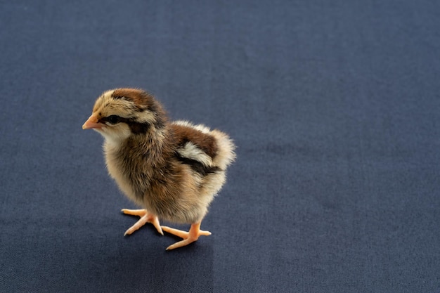 Baby Mini Wyandotte Chick sobre mantel de tela azul