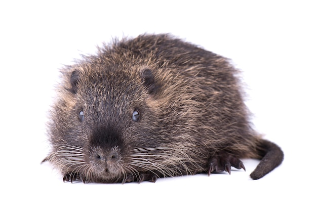 Baby Nutria isoliert. Ein brauner Coypu Myocastor Coypus isoliert.