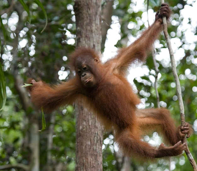 Baby-Orang-Utan in freier Wildbahn. Indonesien. Die Insel Kalimantan (Borneo).