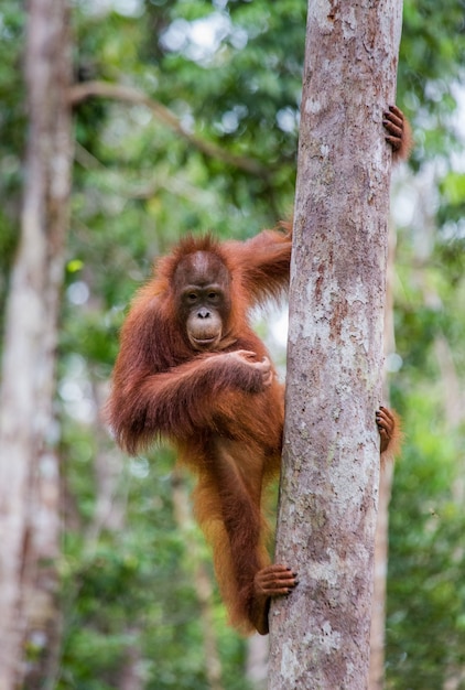 Baby-Orang-Utan in freier Wildbahn. Indonesien. Die Insel Kalimantan (Borneo).