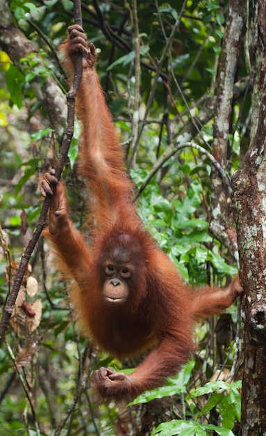 Baby-Orang-Utan in freier Wildbahn. Indonesien. Die Insel Kalimantan (Borneo).