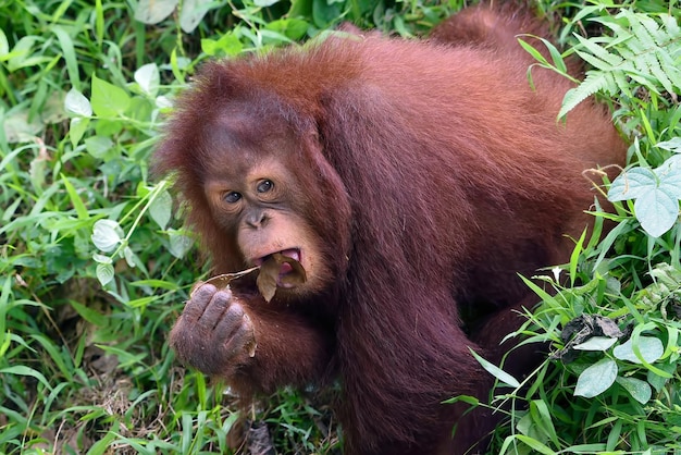 Baby-Orang-Utan spielt im Gras