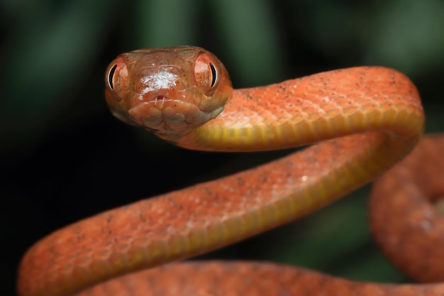 Baby Red Boiga Schlange Nahaufnahme Kopf auf Baum Baby Red Boiga Schlange Nahaufnahme Kopf