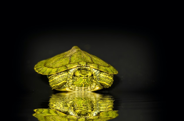 Baby Redeared Slider auf schwarzem Hintergrund reflektiert im Wasser Trachemys scripta elegans