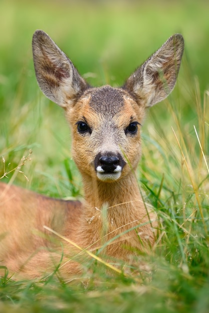 Baby Reh auf grüner Sommerwiese