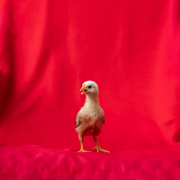 Foto baby rhode island red se para y posa sobre fondo de tela roja