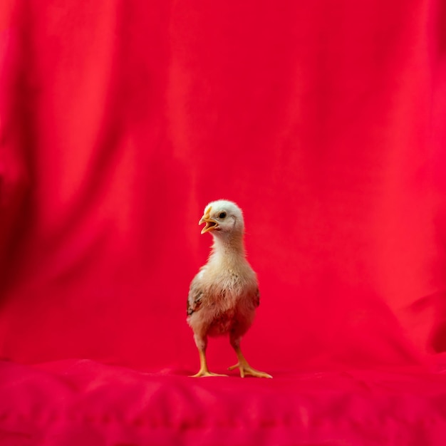 Baby Rhode Island Red se para y posa sobre fondo de tela roja