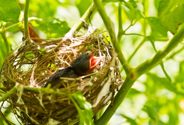 Baby Robins in einem Nest