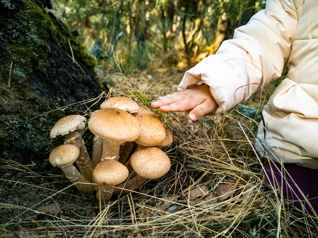 Baby sammelt Honigpilze im Herbstwald Nahaufnahme kein Gesicht schöne essbare Pilze im Herbstwald im Sonnenlicht