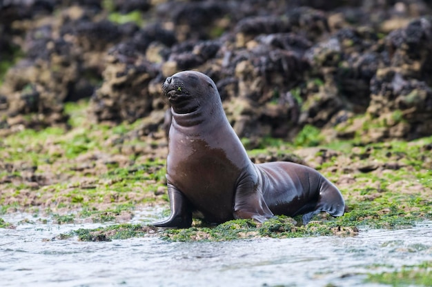 Baby Seelöwe Halbinsel Valdés Patagonien Argentinien