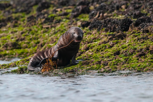 Baby Seelöwe Halbinsel Valdés Patagonien Argentinien