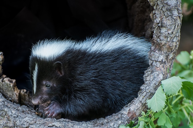 Baby Skunk dentro de un tronco hueco