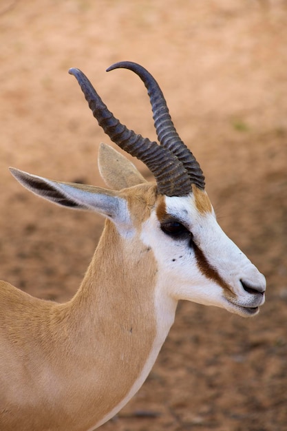 Baby Springbok