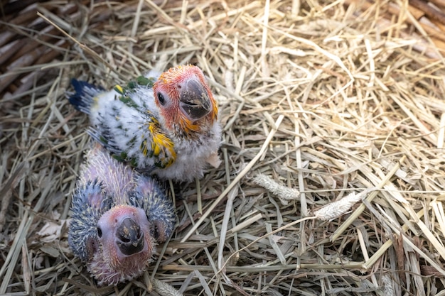 Foto baby sun conure vogel im nest des vogels