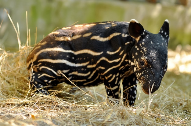 Baby-Tapir