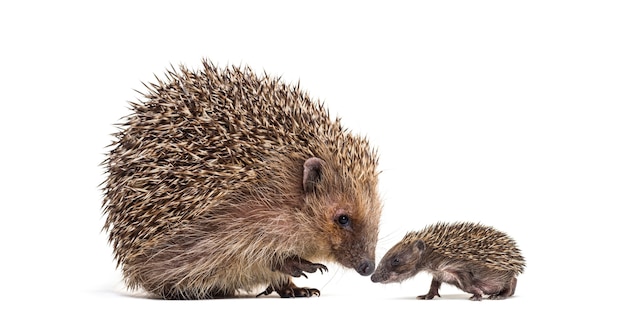 Baby und Mutter junger europäischer Igel zusammen, isoliert auf weiß