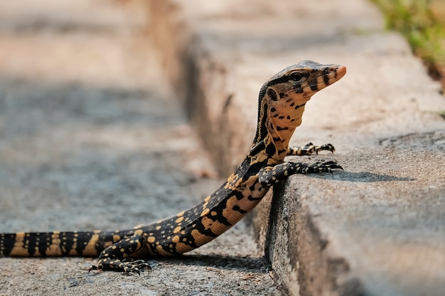 Baby Varanus salvator intenta trepar por el sendero