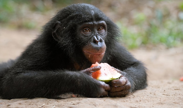 Baby von Bonobo isst Wassermelone. Demokratische Republik Kongo. Lola Ya Bonobo Nationalpark.