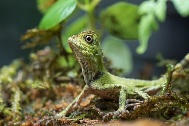 Baby Walddracheneidechse innerhalb eines Busches