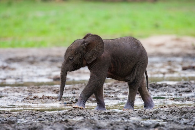 Baby Waldelefant. Zentralafrikanische Republik. Republik Kongo. Dzanga-Sangha Special Reserve.