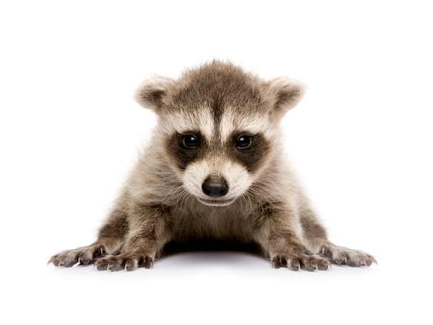 Baby Waschbär Procyon Lotor auf einem weißen isoliert