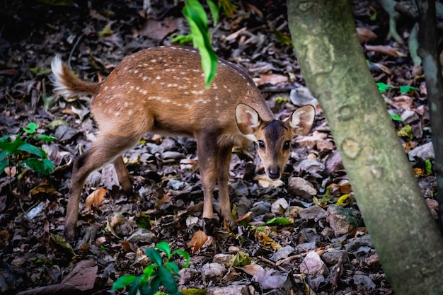 Foto baby wildes liebes im wald