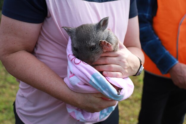 Baby-Wombat