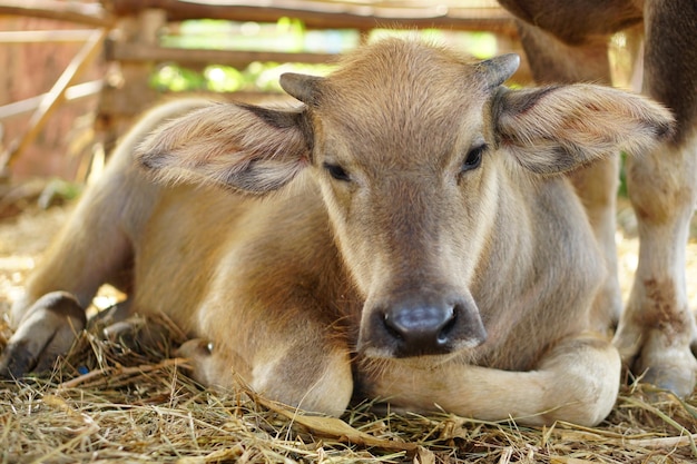 Babybüffel, der im Stift schläft