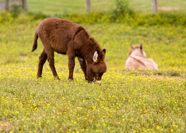 Babyesel auf der Wiese, die Blumen isst