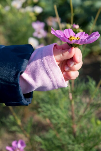 Babyhände spielen mit Kosmosblumen im Garten