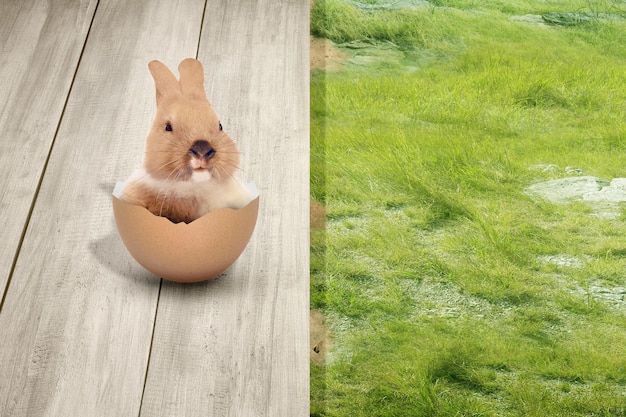 Babyhäschen in den zerbrochenen Eiern auf Holztisch Frohe Ostern