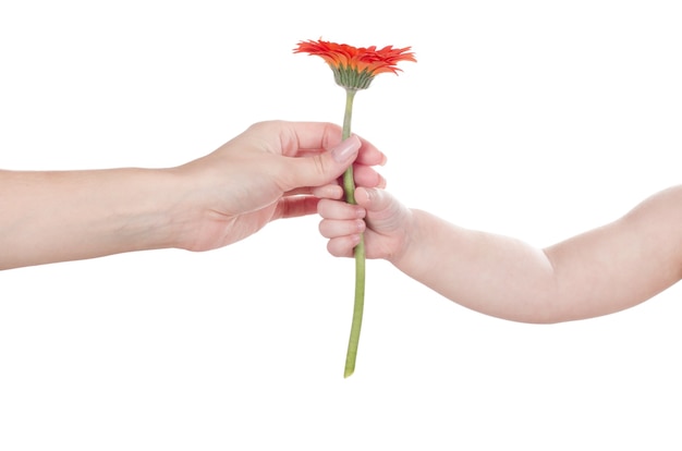 Babyhand mit roter Blume