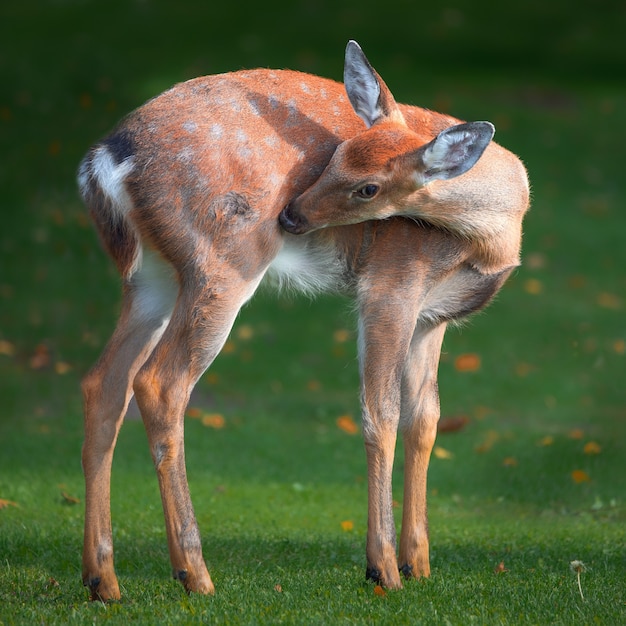 Babyhirsch auf grünem Gras