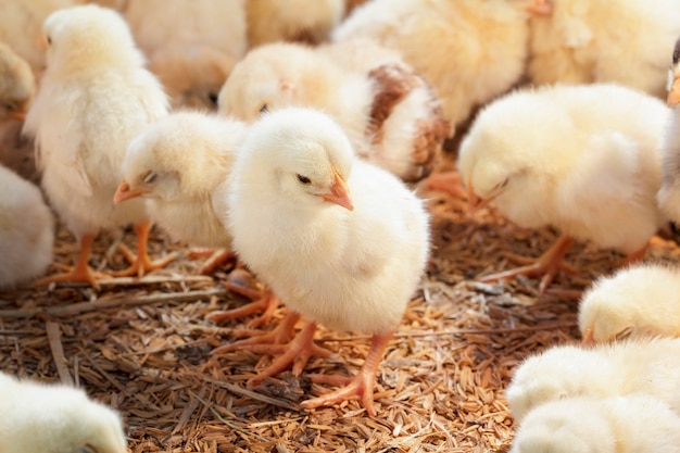 Babyhuhn in der Geflügelfarm