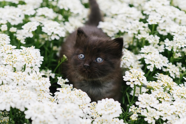 Babykätzchen mit wunderbaren blauen Augen, die am Sommertag mit Blumen spielen