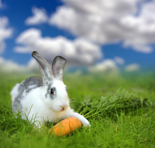 Babykaninchen im Gras auf der Wiese. Sommertag