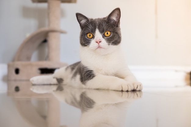 Babykatze Scottish Fold legte sich auf dem Boden im Haus nieder.