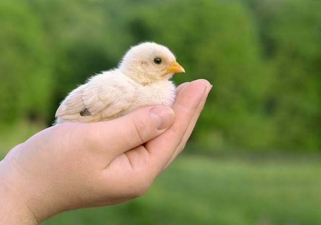 Babyküken auf der Handfläche Nahaufnahme der Person