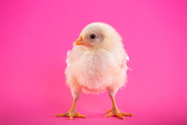 Babyküken auf einem rosa Hintergrund