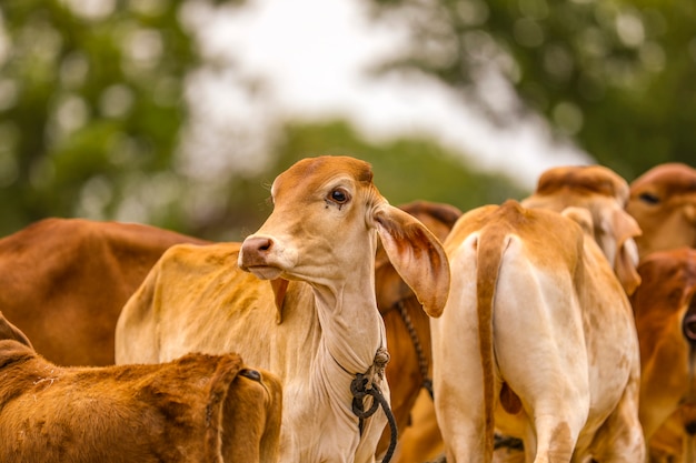 Babykuh am Landwirtschaftsfeld