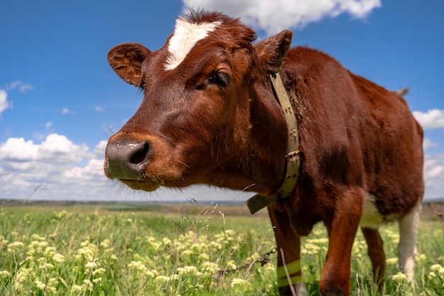 Babykuh, die auf einem Feld mit grünem Gras und blauem Himmel weidet, kleines braunes Kalb