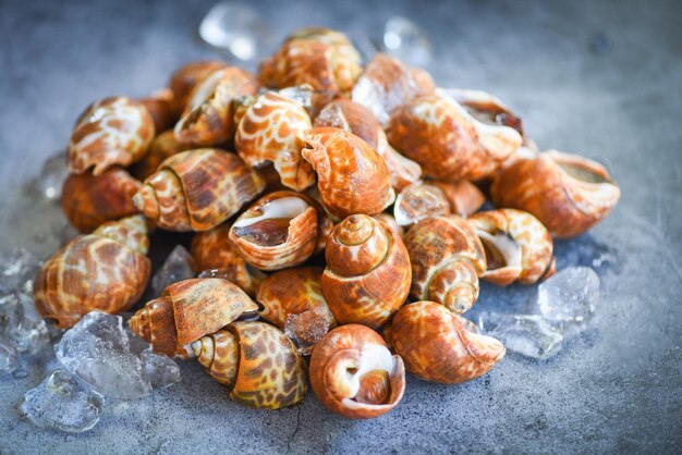 Foto babylonia areolata mariscos frutos do mar no gelo prontos para comer ou cozidos spotted babylon sea shell limpet