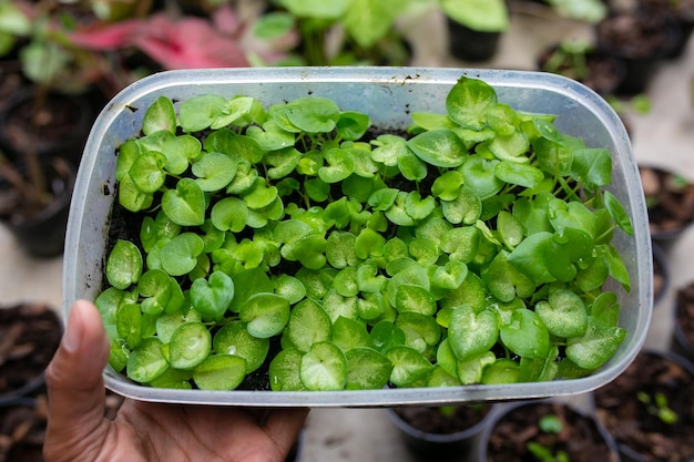 Foto babyplant de caladium bicolor,