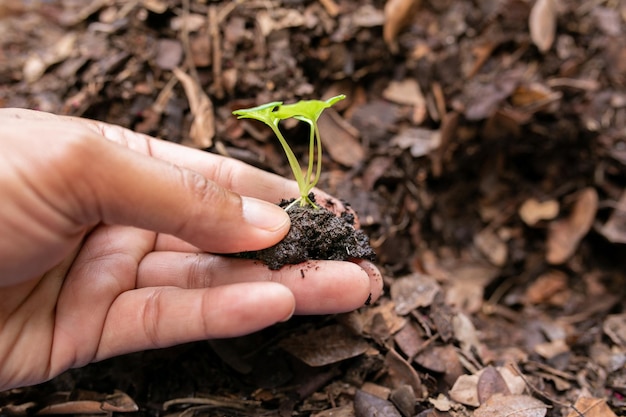 Babyplant de caladium bicolor.