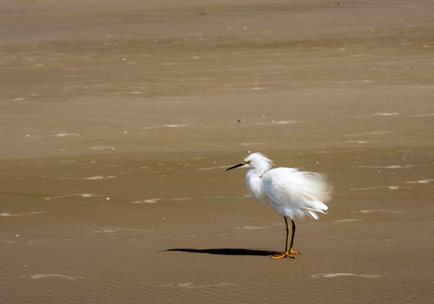 Babyreiher allein am Strand Ardeidae