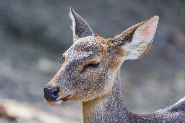 Babyrotschluss schließen das Auge im Park, Natur