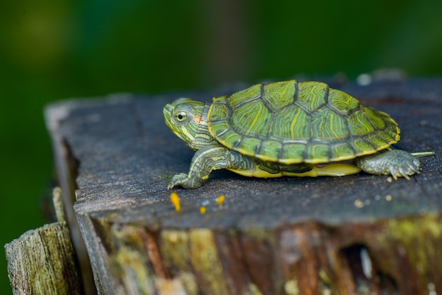 Babyschildkröte im Wasser