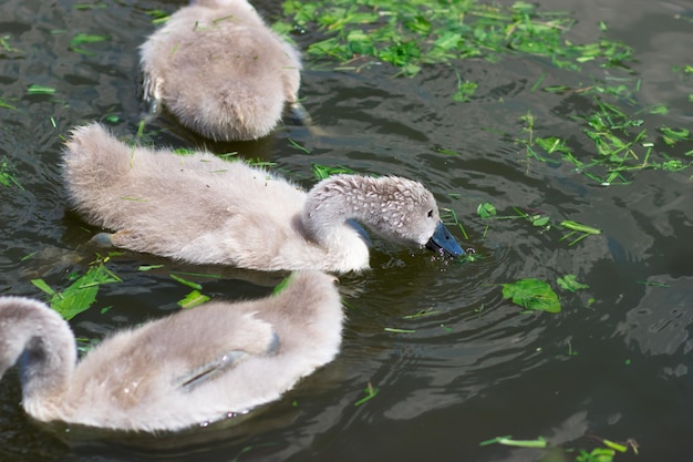 Babyschwan frisst Gras im Cygnet-See im Stadtpark